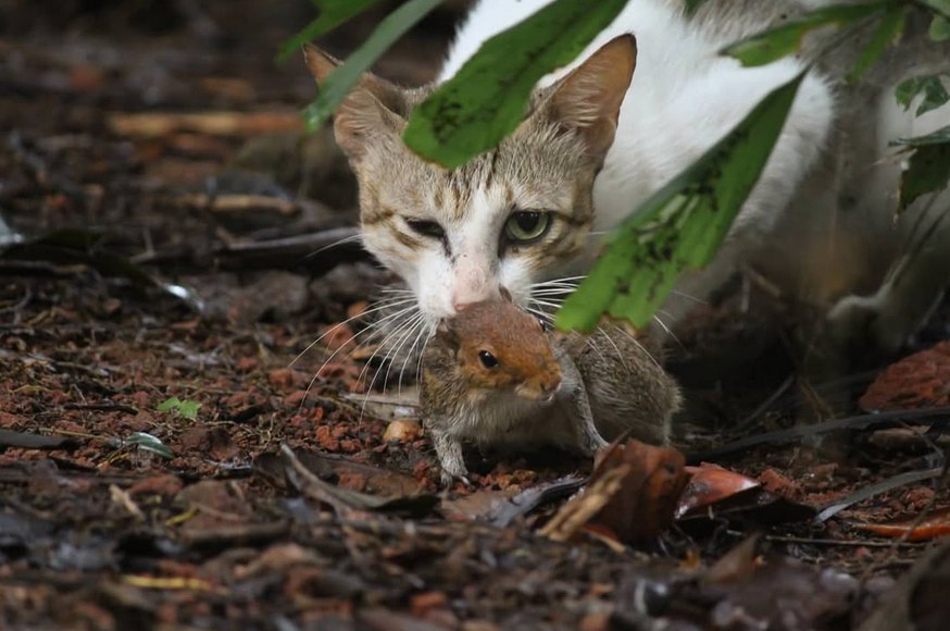 The hunter's catch