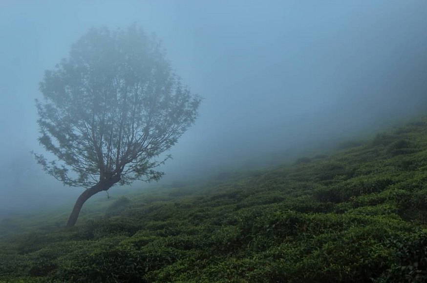 The tree in the fog