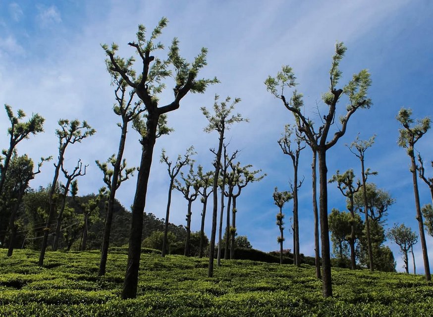 Tea country